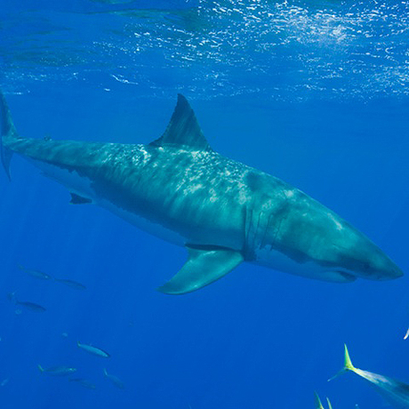 ������� �� �������